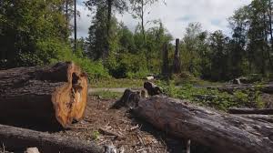  Shorewood, IL Tree Care Pros