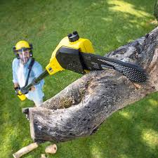 Trusted Shorewood, IL Tree Care Experts