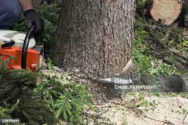 Best Tree Disease Treatment  in Shorewood, IL