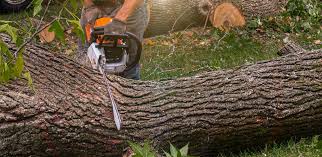 How Our Tree Care Process Works  in  Shorewood, IL