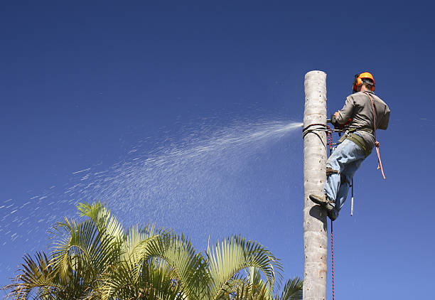 Best Tree Removal  in Shorewood, IL