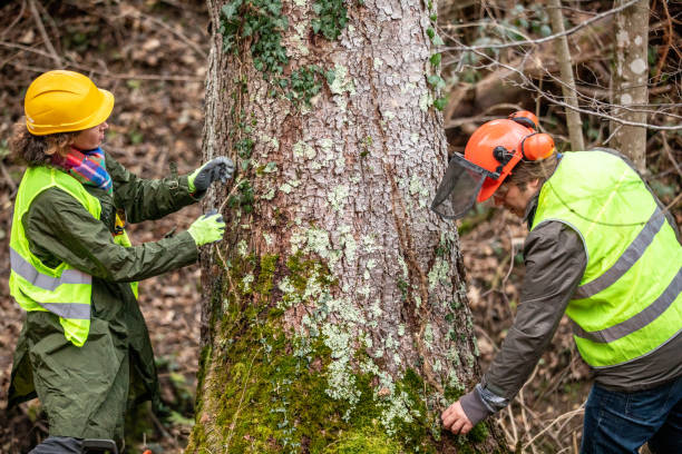 Best Tree and Shrub Care  in Shorewood, IL